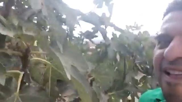 Picking figs in jeeb Palestine1 смотреть онлайн