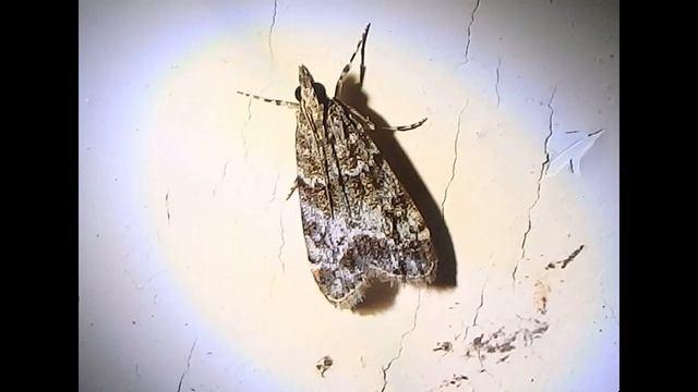 Eudonia mercurella Sithonia Greece 8 7 19 смотреть онлайн