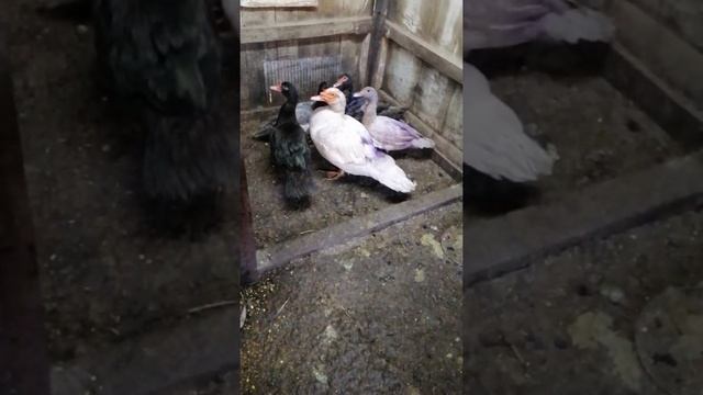 Покусали уток, как лечить)! смотреть онлайн