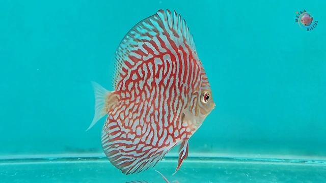 Ikan Discus White Tiger Size 3" смотреть онлайн