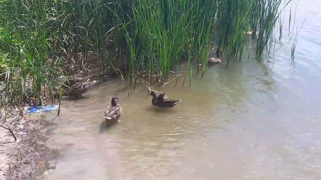 г.Лиски. Озеро Богатое. УТОЧКИ. смотреть онлайн