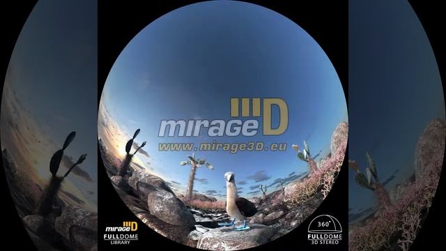 Blue Footed Booby смотреть онлайн