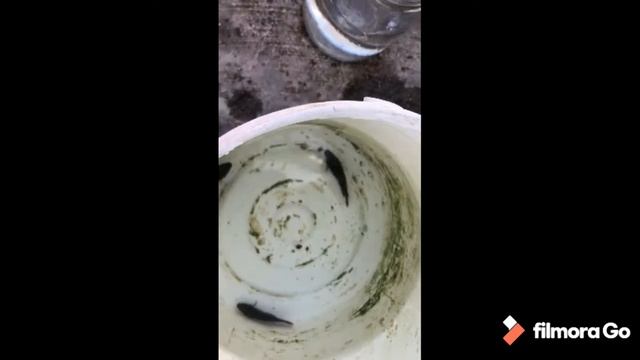 Como saber el sexo de tus bettas смотреть онлайн