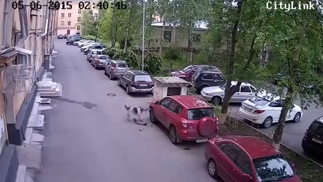 The harsh Russian dog Суровая собака смотреть онлайн