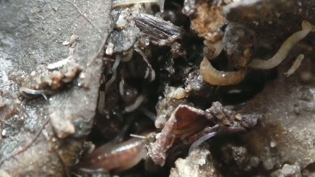 Rote Milbe und Larve смотреть онлайн
