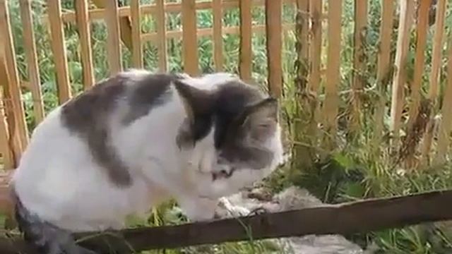 Кот говорит Не знаю смотреть онлайн