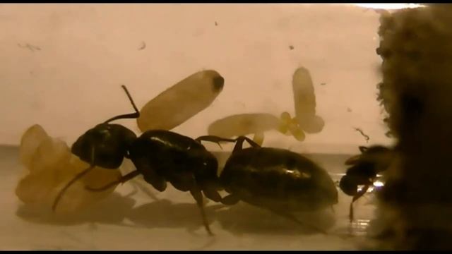 Élevage de fourmis, petites fondations смотреть онлайн