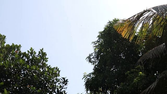 VARIEGATED FLUTTERER смотреть онлайн