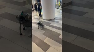 Робот собака Unitree Go2 Air Robot Dog