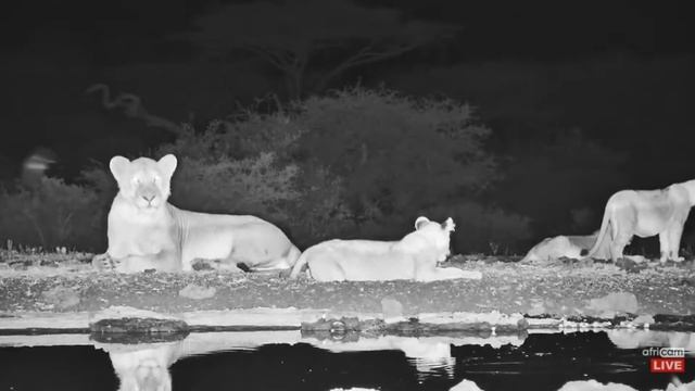 Lion cubs at Ol Donyo. africamLIVE. 25 January 2023 смотреть онлайн