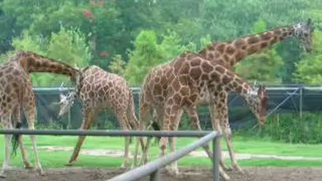 giraffe fights смотреть онлайн