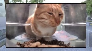 все мемы с котами и кошками с 2022   по 2024 год.