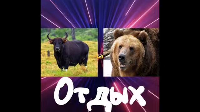 Бык Vs Медведь / Полный бой смотреть онлайн