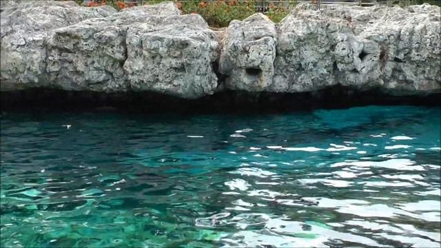 Dolphin Cove, SeaWorld Orlando HD (1080p) смотреть онлайн