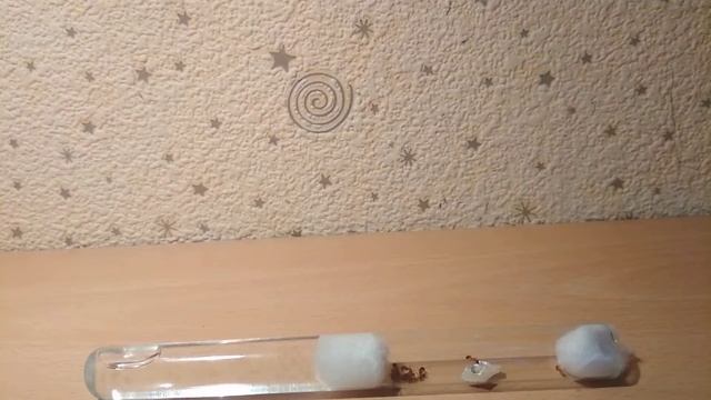 Mуравьи mirmica rubra, и чуть-чуть про других муравьёв. смотреть онлайн