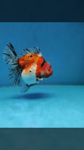 Most Beautiful Oranda Goldfish In Aquarium Tank | Goldfish kingdom Beautiful Oranda Fish #356 смотреть онлайн