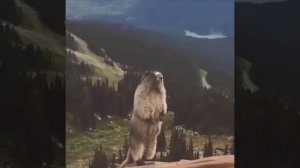 Кричащий суслик