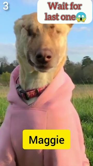 5 amazing facts about dogs 🐕🐩🐶🐶🐶🐕#factsinhindi #dogs #dogsfact #shorts #facts2021 #shortsvideo смотреть онлайн