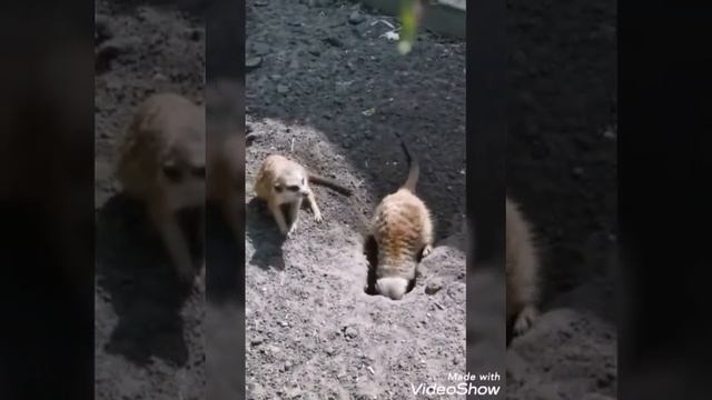 Мы в зоопарке смотреть онлайн