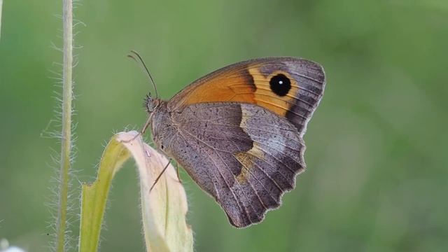 Mariposa Loba Maniola jurtina смотреть онлайн