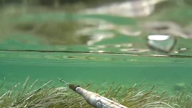 agguato all'orata смотреть онлайн