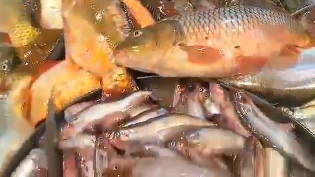 Fish Bazar Barishal Notullah Bath By Abul Kalam Azad Video - 122 смотреть онлайн