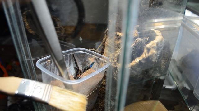Przekładanie młodej samiczki L.violaceopes do terrarium смотреть онлайн