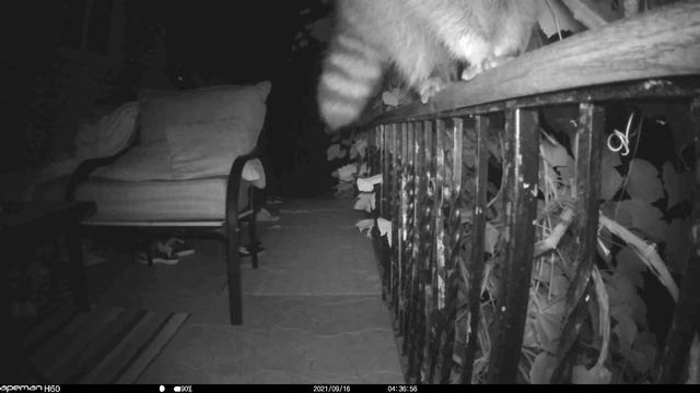 Night Life on My Backyard. Season 2, Ep 4 / Where the hell are my grapes? / Где виноград елки-палки смотреть онлайн