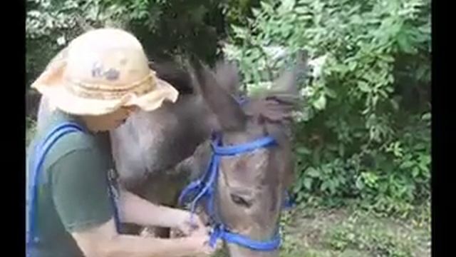 Nurtural Bitless Bridle Demonstration - Sam the Mule Part 1 смотреть онлайн
