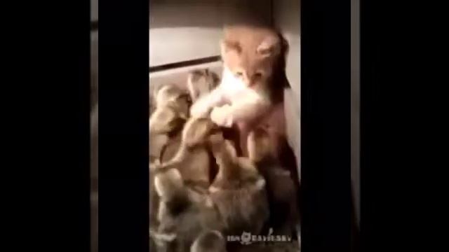 жестокое убийство котика смотреть онлайн