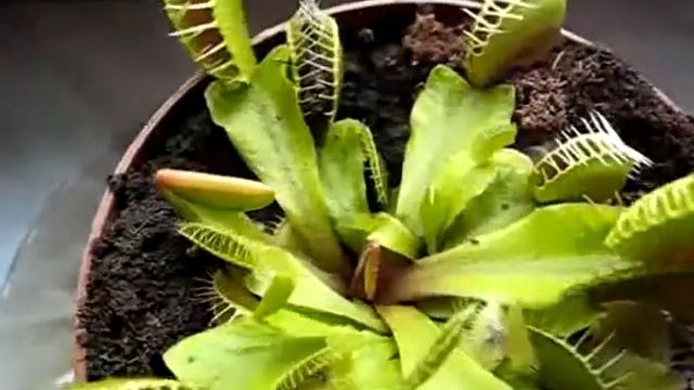 la mia pianta carnivora vs moscone смотреть онлайн
