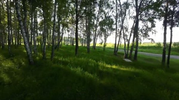 В.Высоцкий "Лирическая" (Здесь лапы у елей дрожат на ветру).В исполнении "Чиж & Co". Видео-2024 год