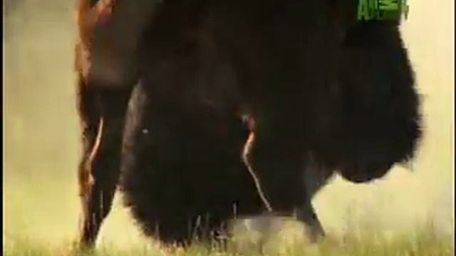 Fooled by Nature - Bashing Bison смотреть онлайн
