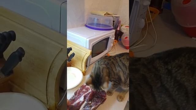 Кот ворует мясо смотреть онлайн