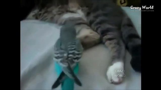 СМЕШНЫЕ КОТЫ И КОШКИ 2016 ПРИКОЛЫ С КОТАМИ И КОШКАМИ 2016 #24 смотреть онлайн