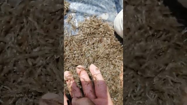 21.04.23.Свежая мелкая криветка криль!1 кг - 350 рублей. Звоните +79241232444Стороженко Владимир смотреть онлайн