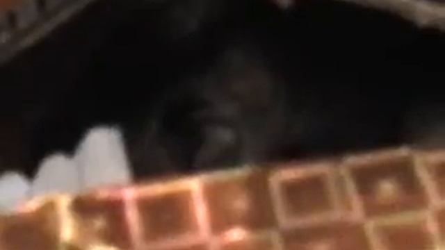 хомяк в коробке смотреть онлайн