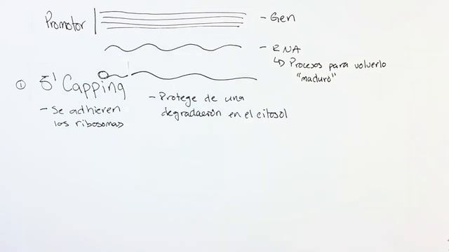 Regulaciones Post-Transcripcionales смотреть онлайн