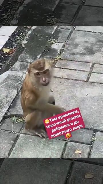 #масочныйрежим #юмор #прикол #смешныеживотные #ржу #смех #дослез #обезьяна смотреть онлайн
