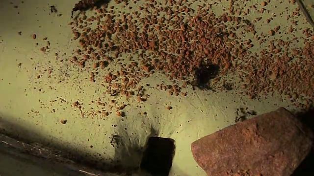 Pheidole pallidula am Nesteingang смотреть онлайн