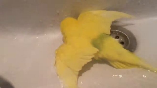 Попугай Лимончик