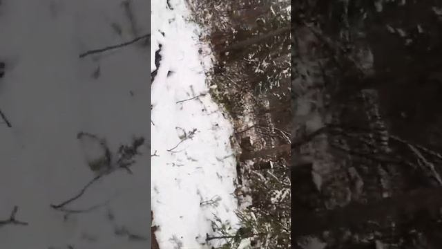 Охота. Промысел. Медведь 🐻 разбил зимовье смотреть онлайн