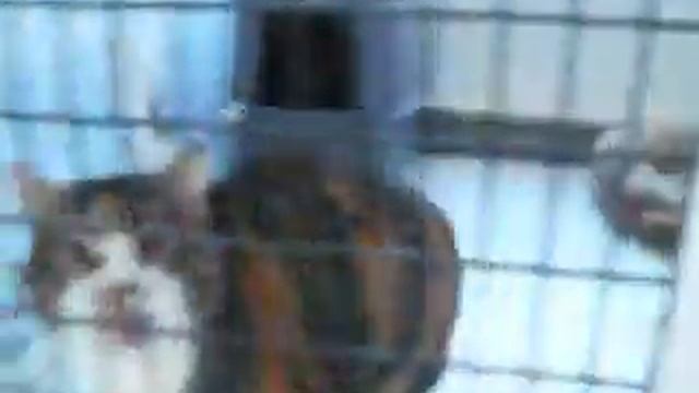 Kaylee, Pharoh, Miss Kitty Lou, Dom, Jake, and Seal смотреть онлайн