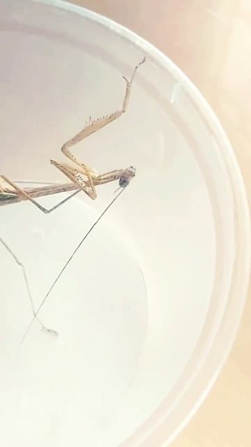 Self Cleansing Of Praying Mantis | #shorts смотреть онлайн