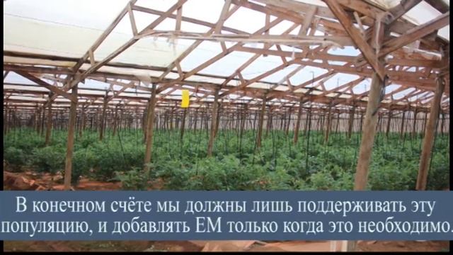 Применение ЕМ1 (ЭМ) в промышленных теплицах в Чили (Томаты) смотреть онлайн