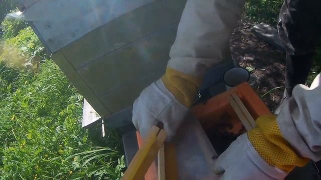 Заселяем маток в нуклеусы. смотреть онлайн