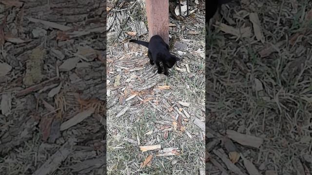 кошка поймала змею смотреть онлайн