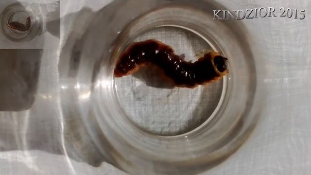 Trociniarka czerwica Cossus cossus 24.09.2015 смотреть онлайн