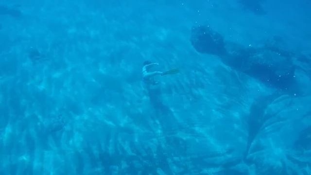 Mysterious Creature Spotted in Mediterranean смотреть онлайн