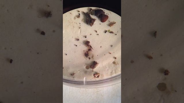 Acanthognathus attack смотреть онлайн